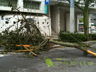 沖縄 台風 旅行