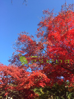 沖縄 紅葉 もみじ