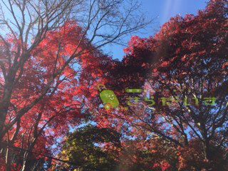沖縄 紅葉 もみじ